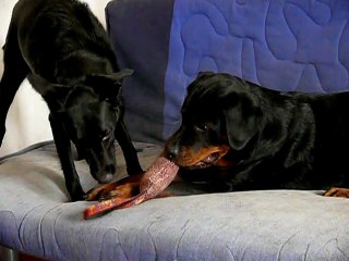 tina et cayenne entrain de jouer 1 avi