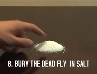 Regardez comment ressusciter une mouche