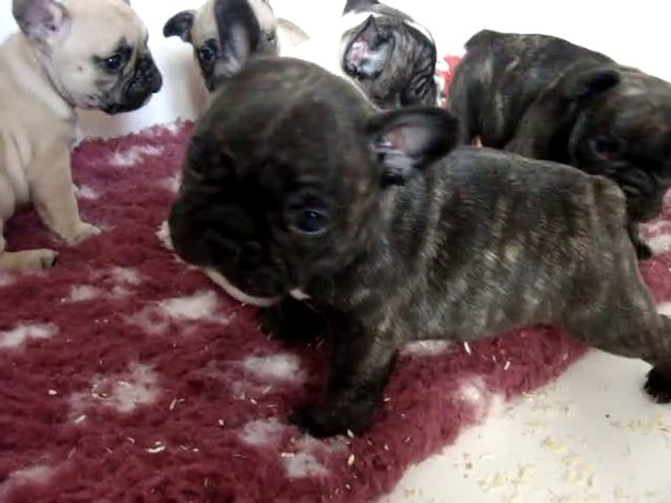 Chiots d'Elfée/ Eldorado 32 jours  Guiness et Gangsta