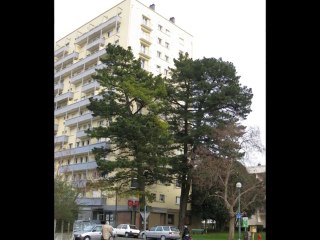 ARBRES PAU 2 février 2011