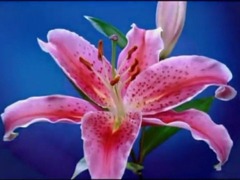 Ahmet Mekki Efendi (r.a)-Gül Ovada Yetişir