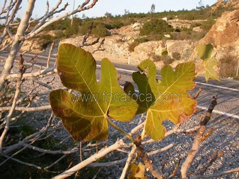 Sinan Özen Ölüm Dedigin Nedir