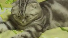 Сонная кошка