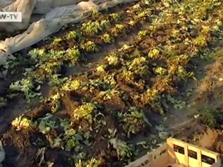 France: The Champagne War | European Journal