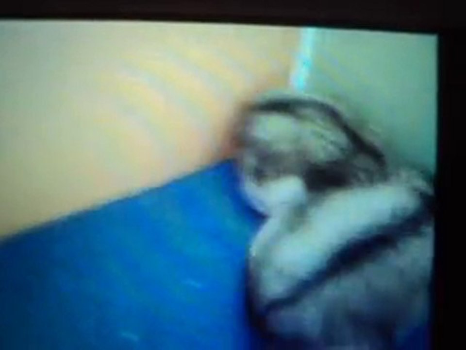 Reproduction d'hamster
