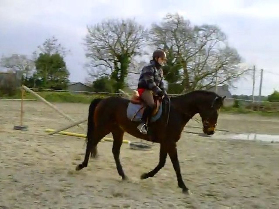 Ecuries du Nevez cheval de loisir