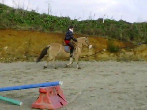 Ecuries du Nevez poneys fjord