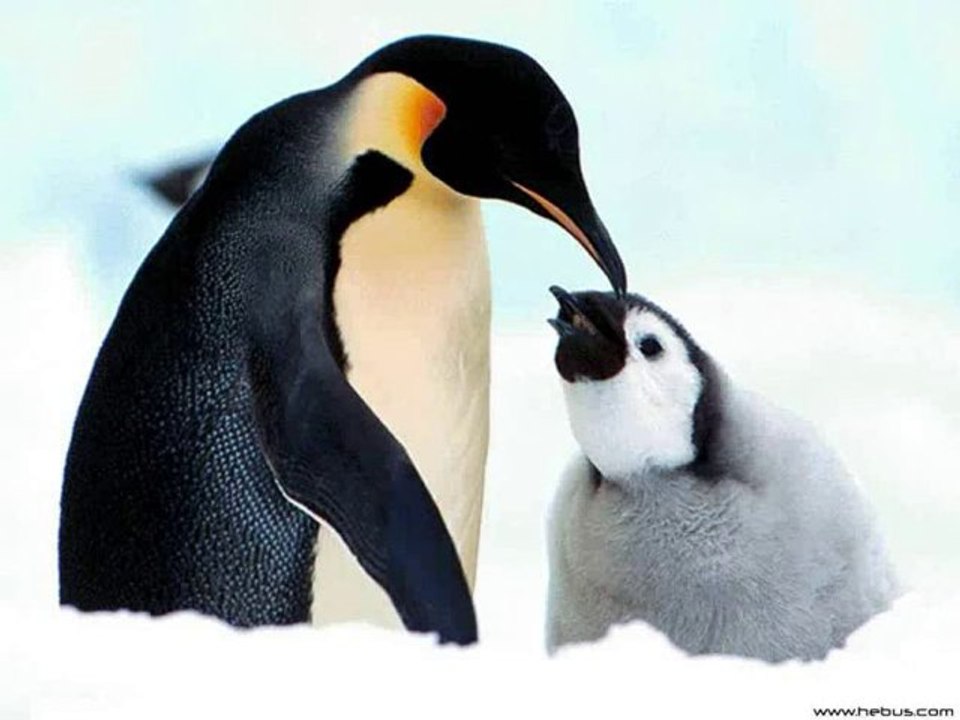 le papa pingouin