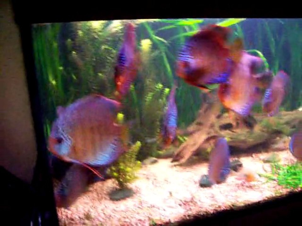 video discus 2