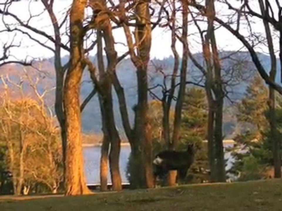 Les biches de Nara IV