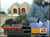 Yedikule hayvan barınagı