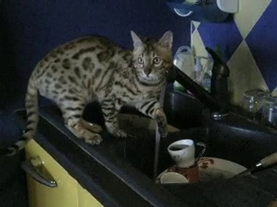 Le Bengal et l'eau... une grande histoire d'amour !