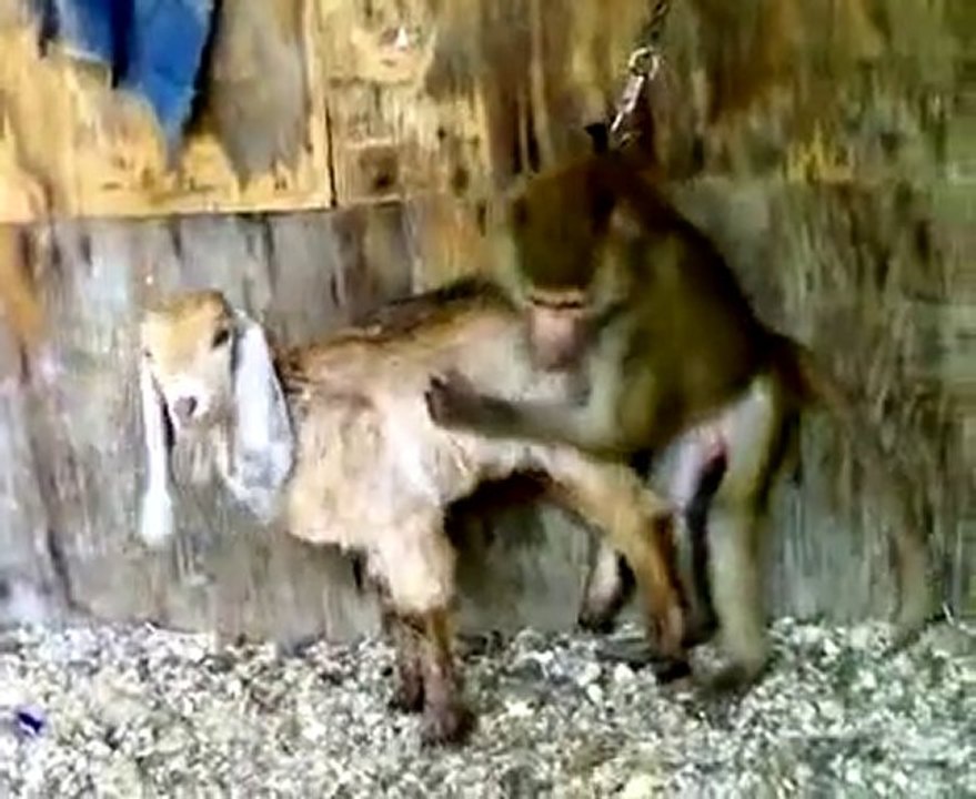 Наглый абизян