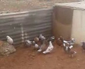 şanlıurfadan mahmutun karışma kuşları www.guvercinurfa.com