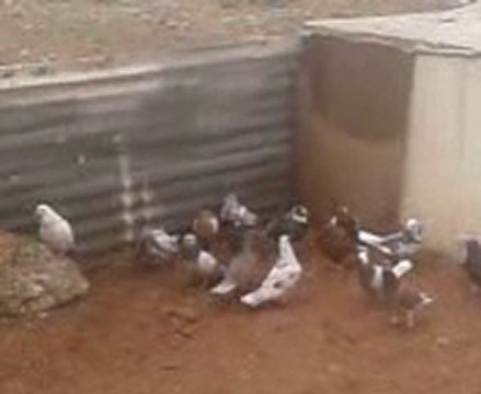 şanlıurfadan mahmutun karışma kuşları guvercinurfa.com