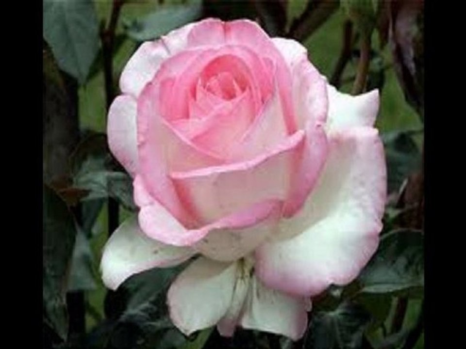 UMUT AKYÜREK-YAYLI TANBÛR TAKSÎMİ & UNUTMADIM SENİ BEN