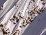 Alaska Big Mountain Skiing Showdown - SFTV S04 EP13