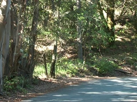 Specialized BG Saddles