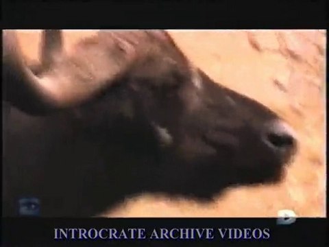 Traque au Prédateur, La Traque du Buffle - 3 de 3