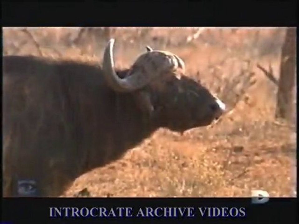 Traque au Prédateur, La Traque du Buffle - 2 de 3