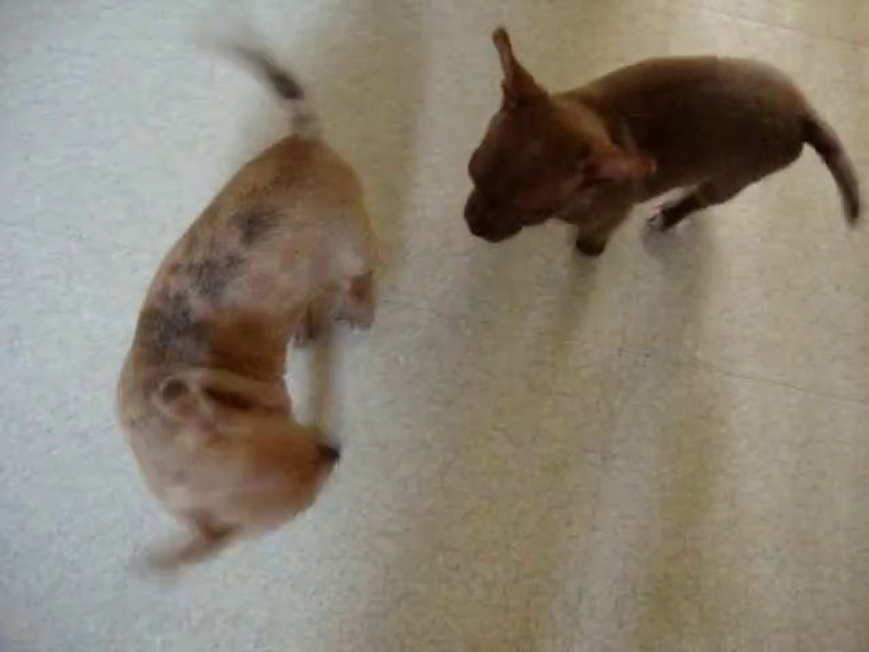 chihuahua