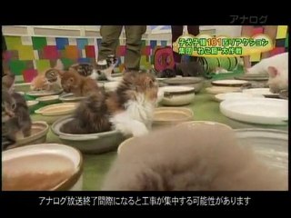 Posted on JapanProbe.com