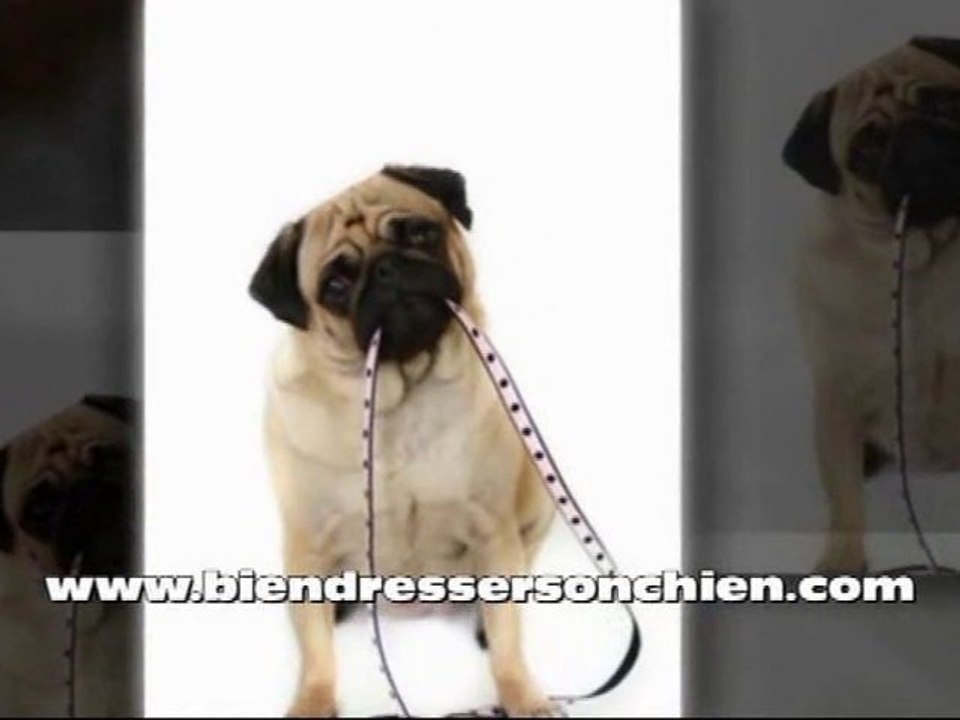 Dressage chien: 3 secrets qui penvent lui sauver la vie