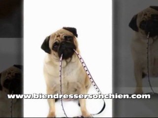 Education du chiot à la propreté. Partie 1