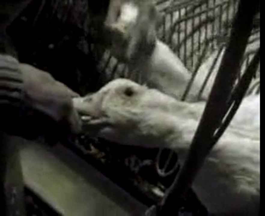 Foie Gras de Canard , Le gavage