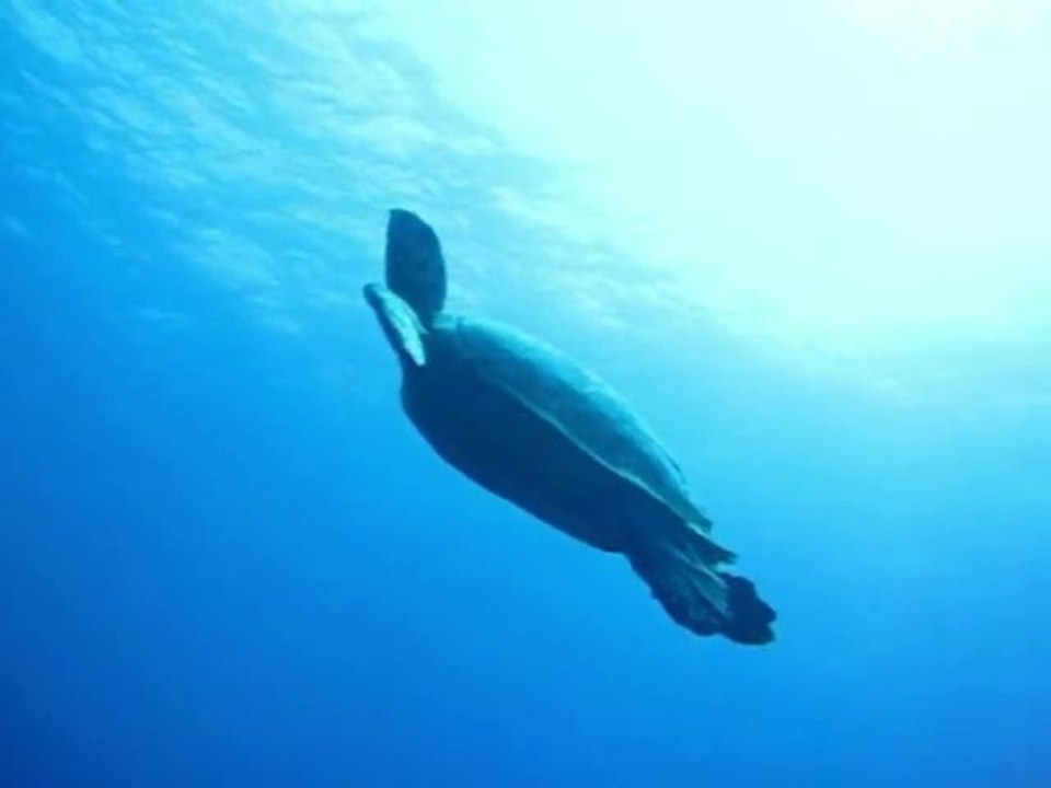 20110127-11h-Plongée Le sec paté