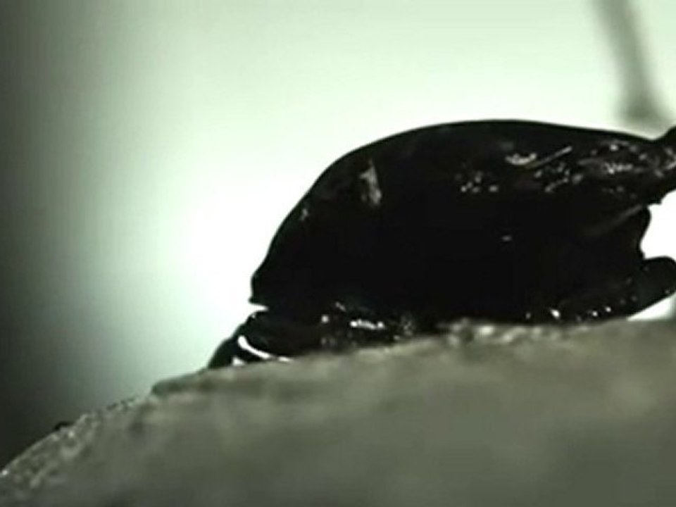 Invertebrate