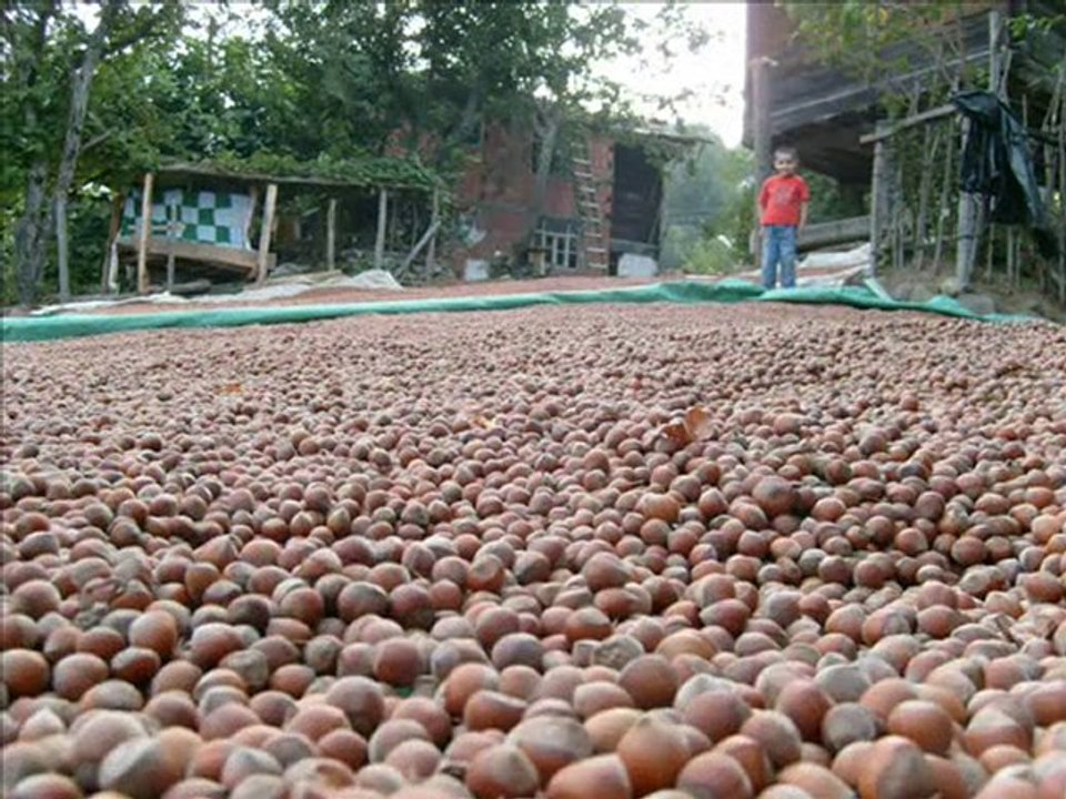 Köklük Köyü 2010 yazı