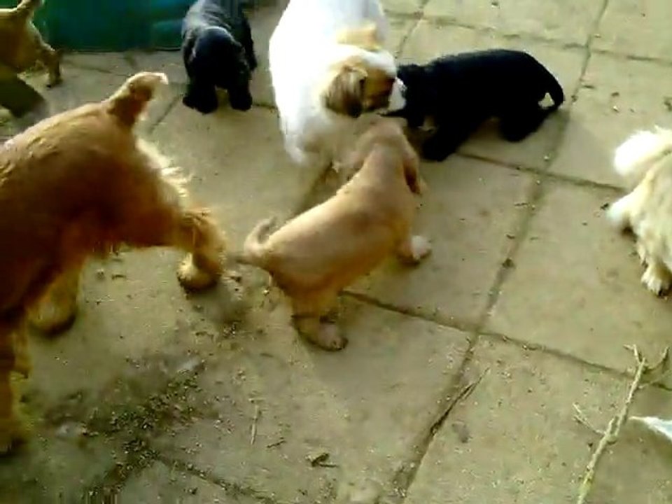 CLIP0047 Filou