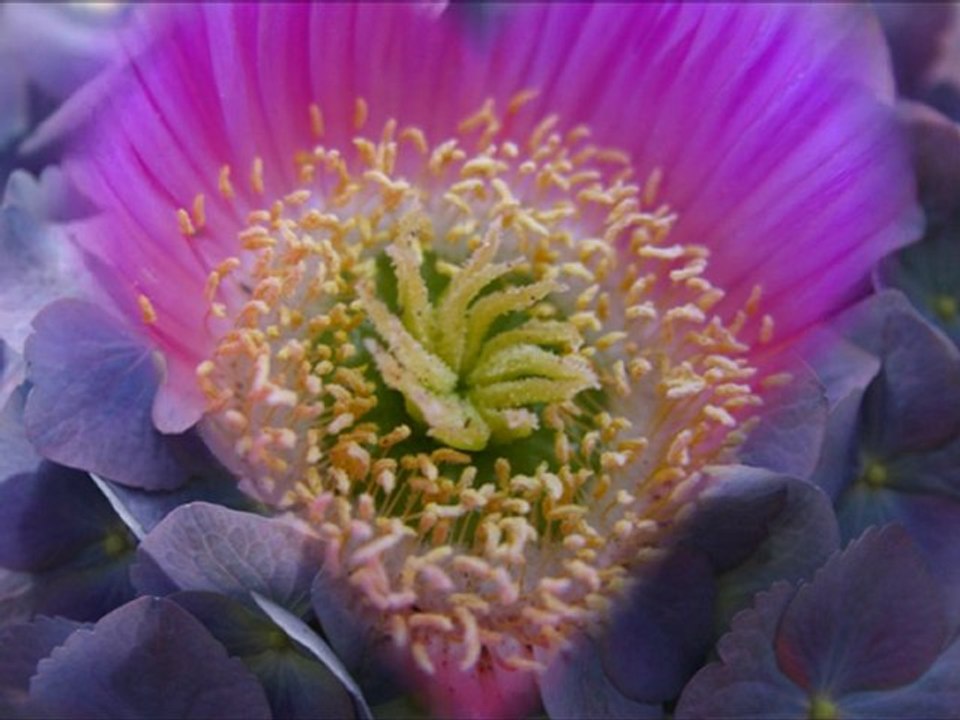 Beautiful-flower-wallpaper