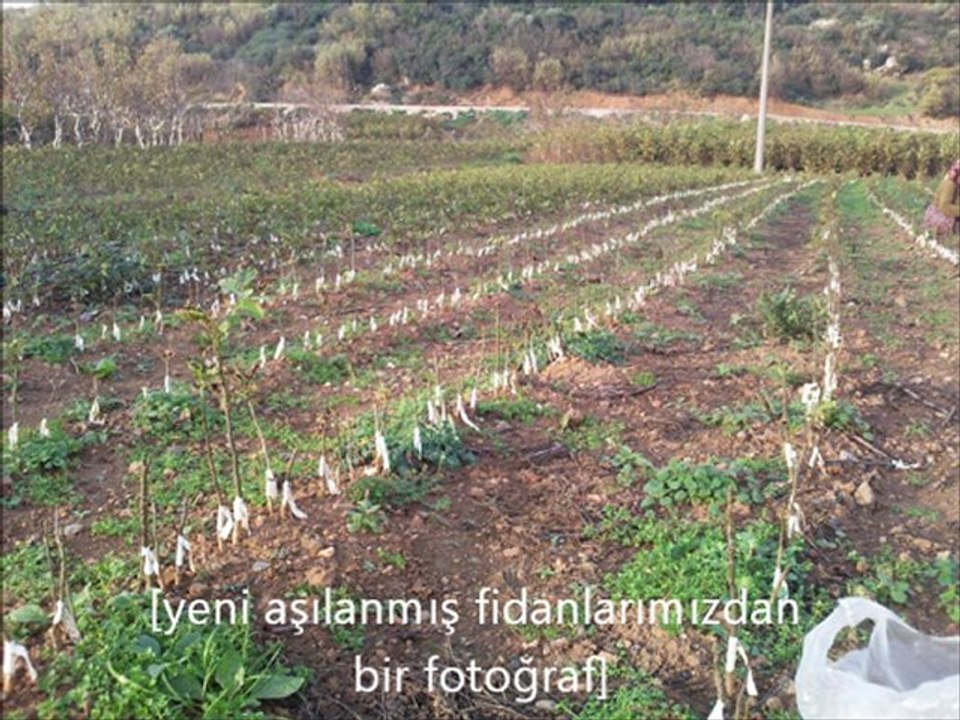 ceviz fidanı,badem fidanı,aşılı ceviz fidanı