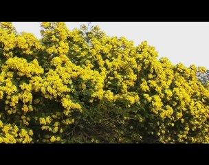 Hotel le Mediterranee Hyeres