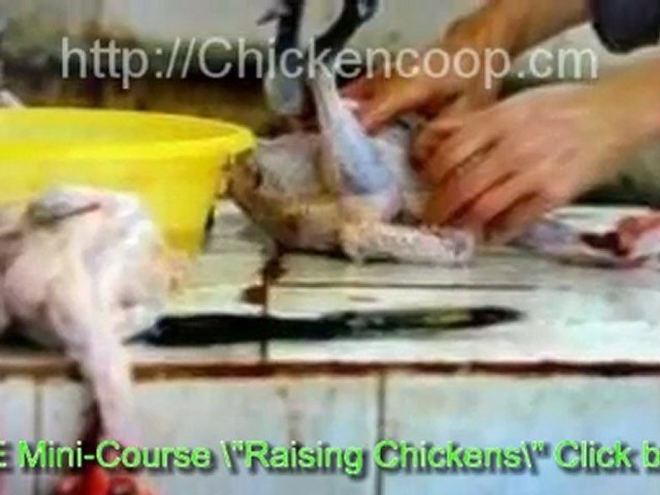 Raising Chickens For Meat To Eliminate Hormones