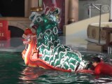 Lion Dance and Dolphins Perform Together at Marine Park