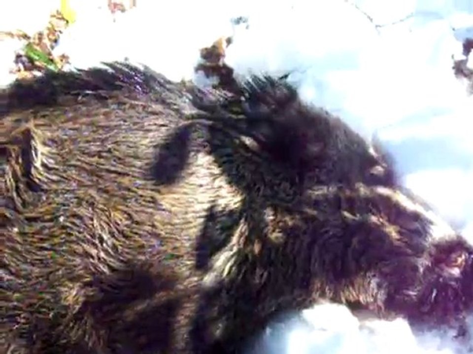 016 5 ocak 2011 kalis domuz avı