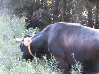 Pyrénées vraiment pas de chance avec les vaches