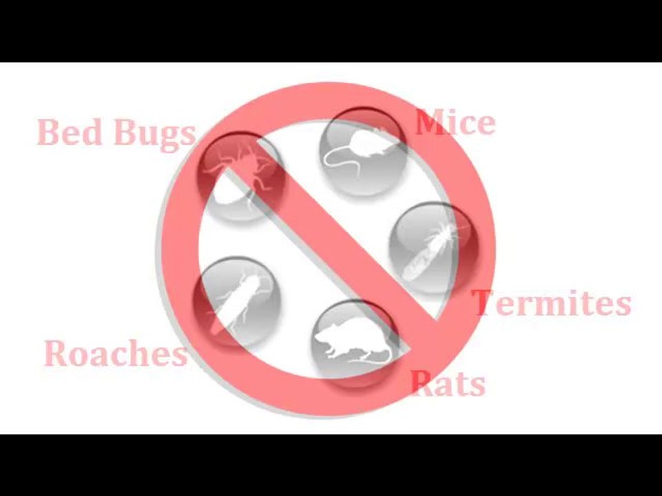 Los Angeles Pest Control 213-928-7721 West Side, The Valley