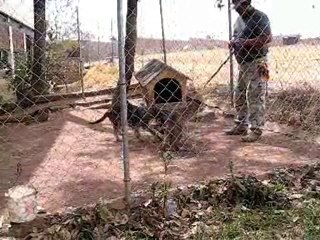 CACHORROS PACO TACHA