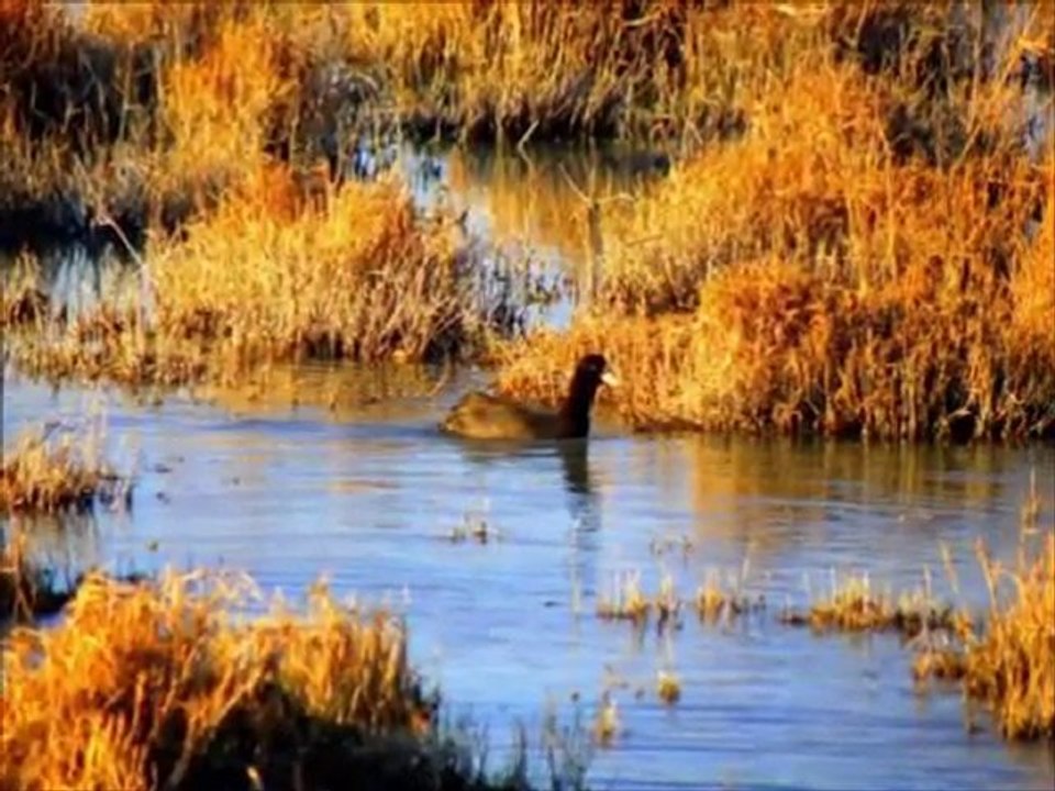 AKGÖL KUŞ CENNETİ TAŞUCU {TAŞUCU DENİZKIZI} ©