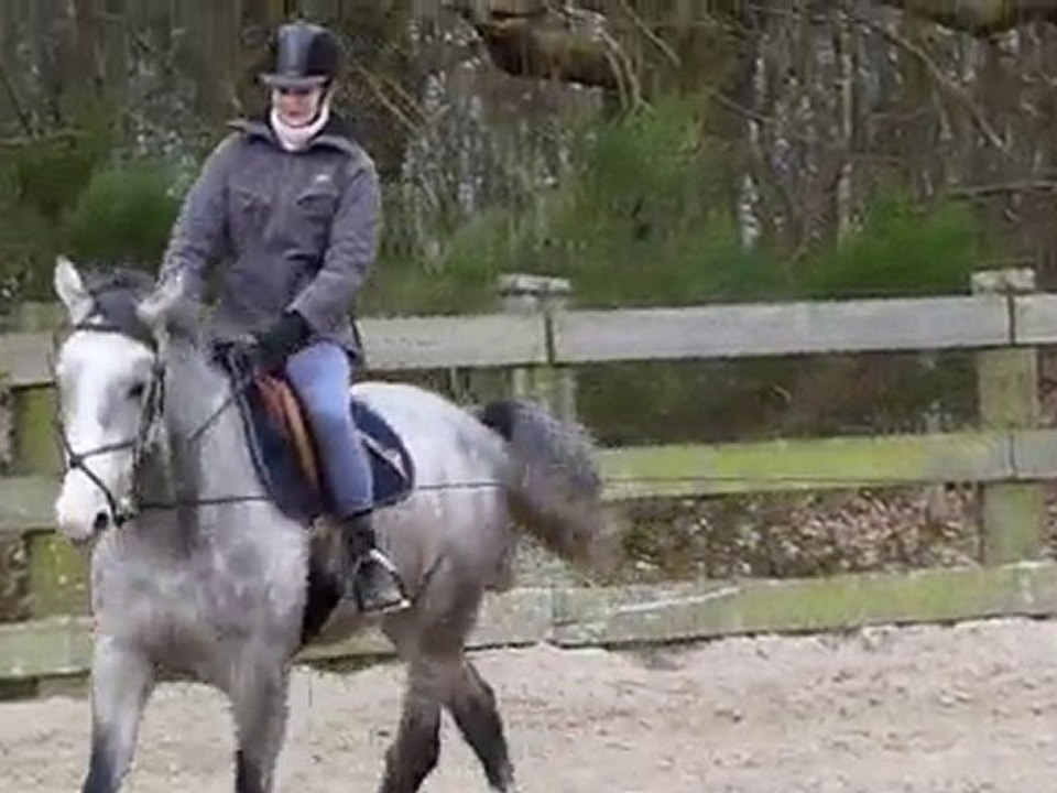 Débourrage 1er essai en selle