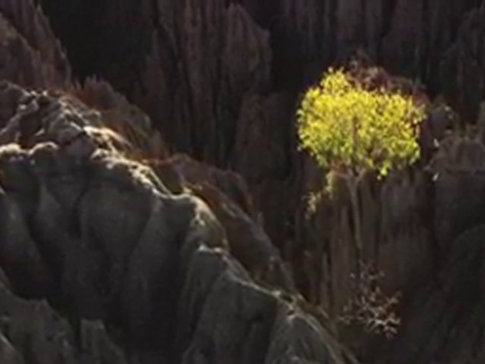 Of-Forests-and-Men-Yann-Arthus