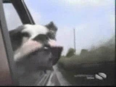 chiens amusants #3 Funny dogs