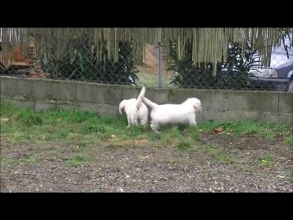 Les bébés de Lovelly