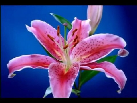 Ahmet Mekki Efendi (r.a)-Kötü Huyun Zararı