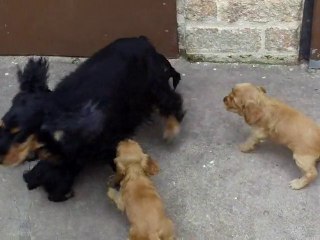 108_0105 Portée AGRUME à 1 mois et 12 jours