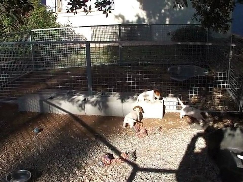 les chiots de Chang-Haï de la Plaine des Oliviers
